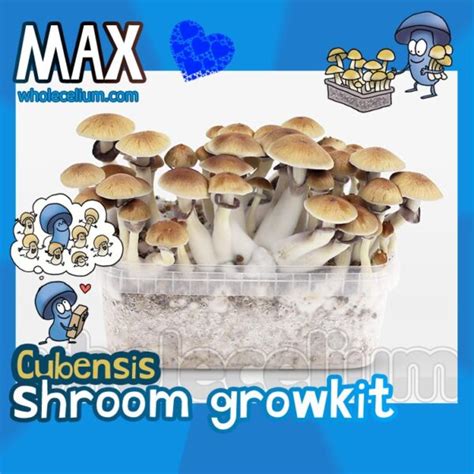 Buy Magic Mushroom Grow Kits Online Wholecelium