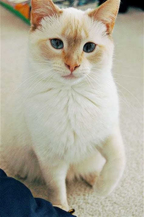 Siamese Cat Fat British Shorthair