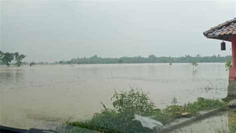 Ratusan Hektare Sawah Di Jatitujuh Terendam Banjir Karena Sungai