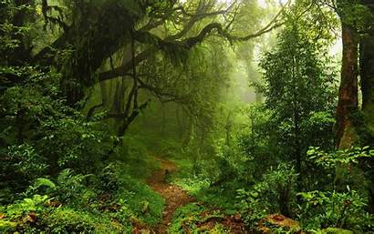 Rainforest Forest Jungle Trees Nature Ferns Path