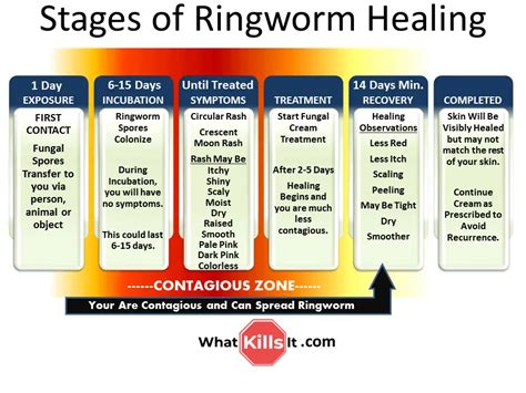 Stages Of Ringworm Healing See What Stage Youre In And Whats Next