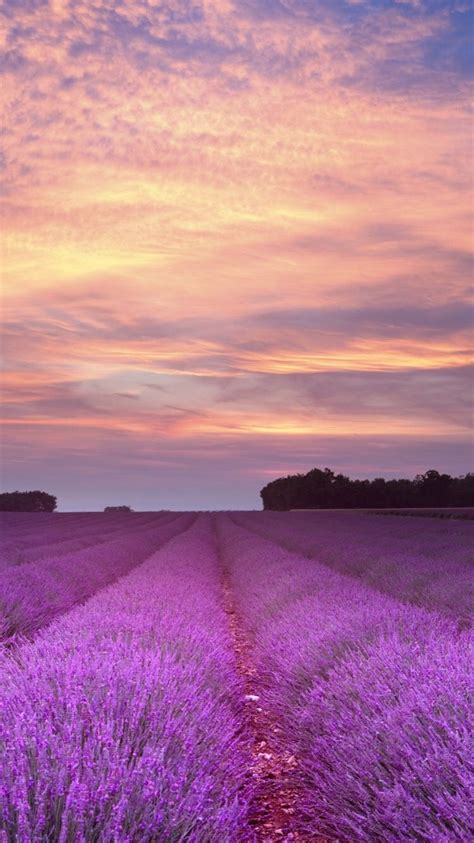 Pin By Icloudlauren On Purple Lavender Fields Lovely Lavender