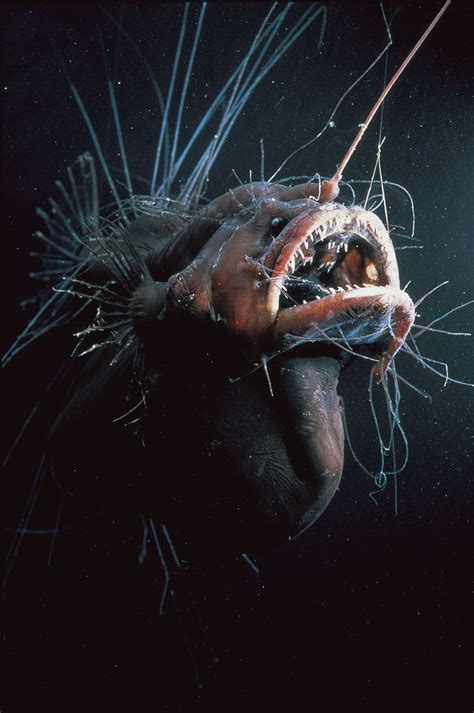 Anglerfish National Geographic Deep Sea Creatures Ocean Creatures