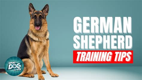 How To Train Your German Shepherd Best German Shepherd Puppy Training