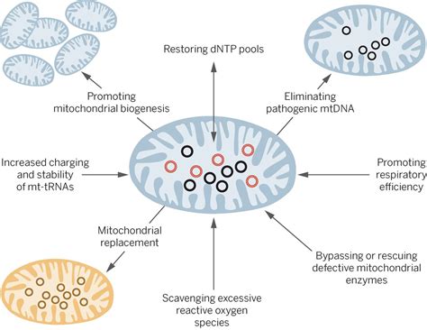 Mitochondrial Mutations And Disease زیست فن مرجع بیوتکنولوژی