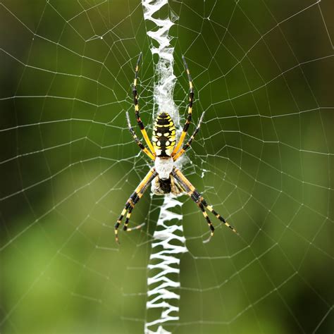Garden Orb Web Spider South Africa Fasci Garden
