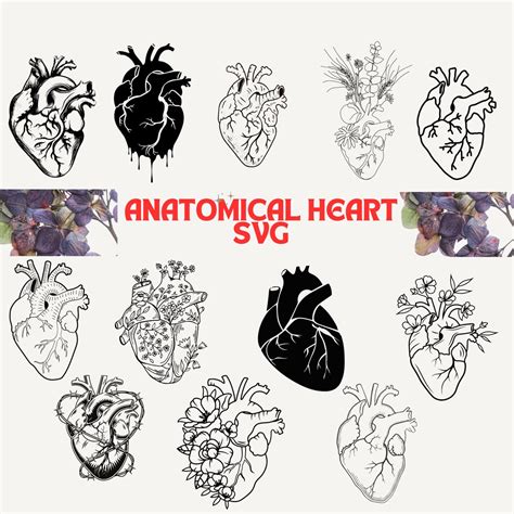 New Svg Anatomy Svg Anatomical Heart Svg Bundle Flower Etsy