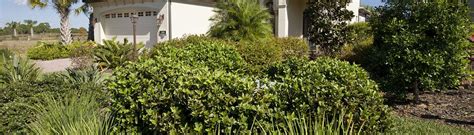 Native Trees Shrubs And Vines Ufifas Extension