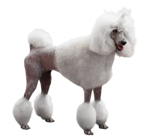 10 Popular Poodle Cuts In 2022 Petsoid