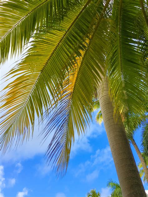 Tropical Palm Tree Free Stock Photo Public Domain Pictures