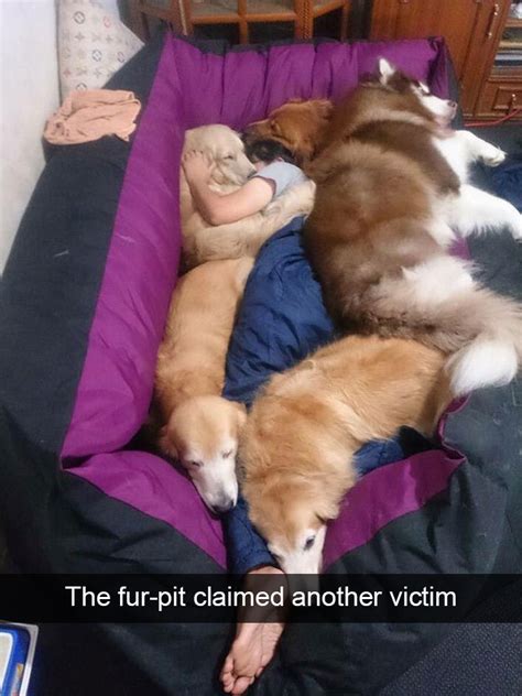 40 Cute Funny Snapchat Animal Pictures That Will Put A Smile On You