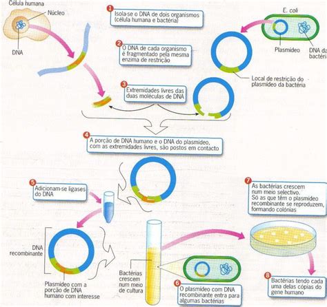 Biotecnologia Do DNA Recombinante