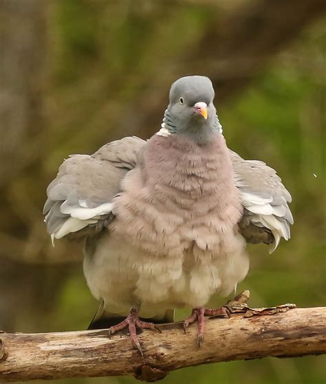 Wood Pigeon Goodenbergh Leisure