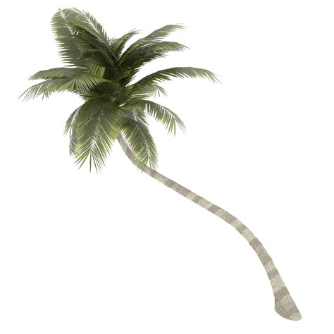 Coconut Tree Palm Free Download Png Transparent Background Free