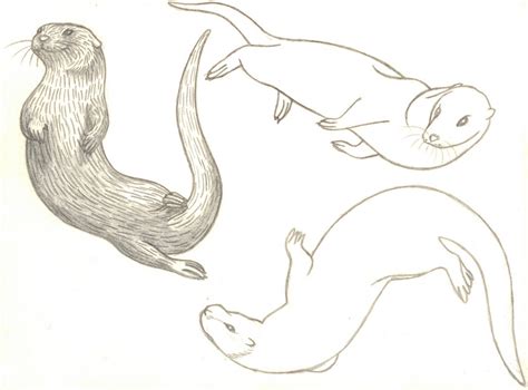 Emma Cowley Illustration Some Otterly Cute Drawings Otter
