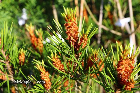 Buy Pinus Bungeana Temple Gem Chinese Lacebark Pine Tree — Mr Maple