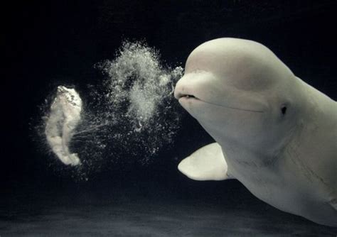 Strange Creatures Blow Bubbles Beluga