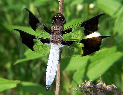 Common Whitetail Dragonfly South Carolina Public Radio