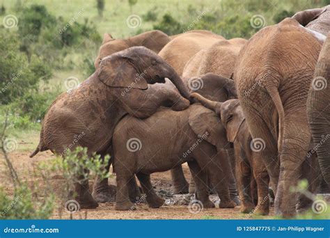 Little Elephants Playing With Each Other Stock Image Image Of