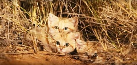 First Ever Video Footage Of Wild Sand Cat Kittens In Morocco