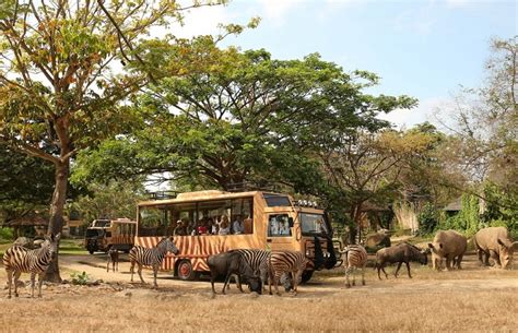 Sesi sekolah bagi sekolah menengah kebangsaan rusa heights baru bermula kembali! JAM BUKA TAMAN SAFARI BALI & HARGA TIKET MASUK | JAM (KERJA) BUKA DAN TUTUP