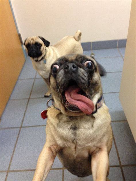 A Truly Crazy Face Of Adorable Rpugs