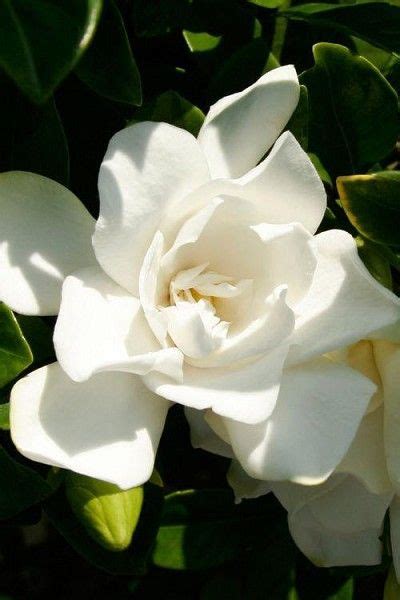 Prune when blooming has finished, using sharp pruning shears. Jubilation Gardenia | Southern living plants, Southern ...