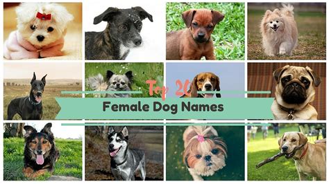What Are The Most Common Female Dog Names