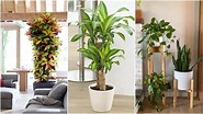 +15 Plantas de interior que necesitan poca luz