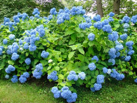 Honeygo Beasley Stunning Beautiful Blue Hydrangeas