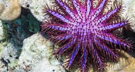 What Is The Scientific Name Of Crown Of Thorns Starfish