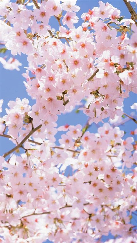 人気32位 満開の桜 スマホ壁紙iphone待受画像ギャラリー