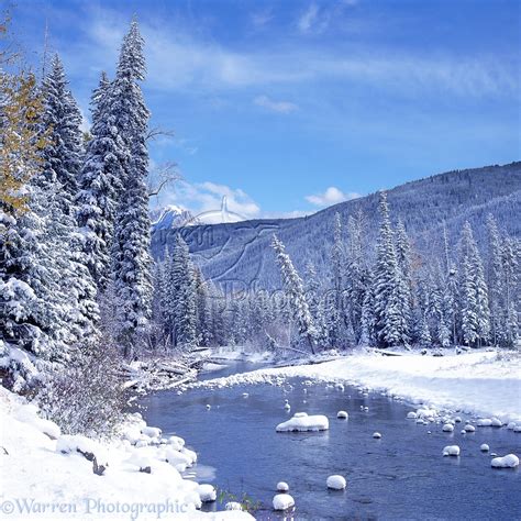 Fresh Snow In Manning Park Photo Wp01604