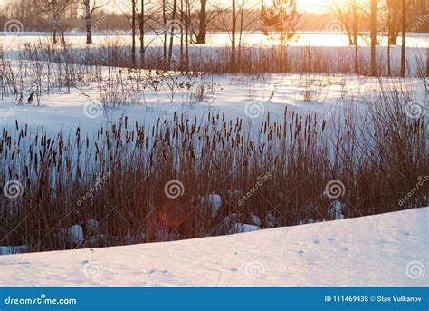 Reeds Under The Gentle Light Of Sunset Winter Landscape At Sunset