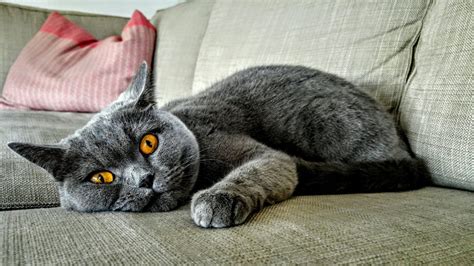 7 Facts About Chartreux Cats