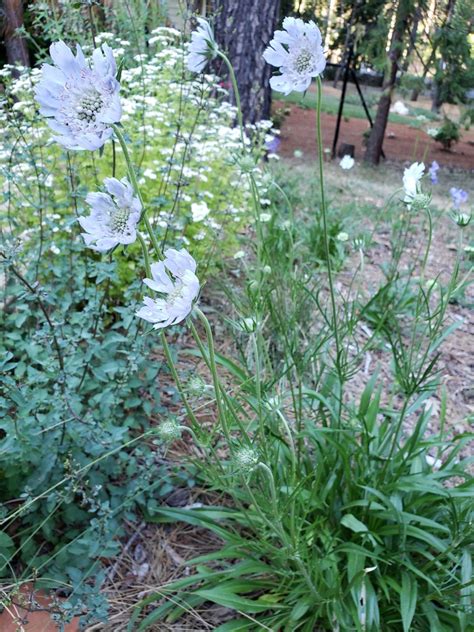 Growing And Cutting Long Lasting Long Stemmed Perennial Scabiosa Flowers
