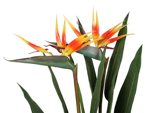 Bird Of Paradise Artificial Plant Silk Palm Tree Potted Plant Etsy 日本