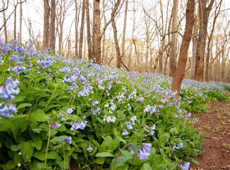 Bluebell Fields In Bloom At Merrimac Farm Journey Through Hallowed Ground