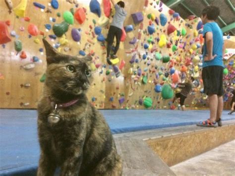 Cat Who ‘works At A Rock Climbing Gym Gives It A Try And The Video