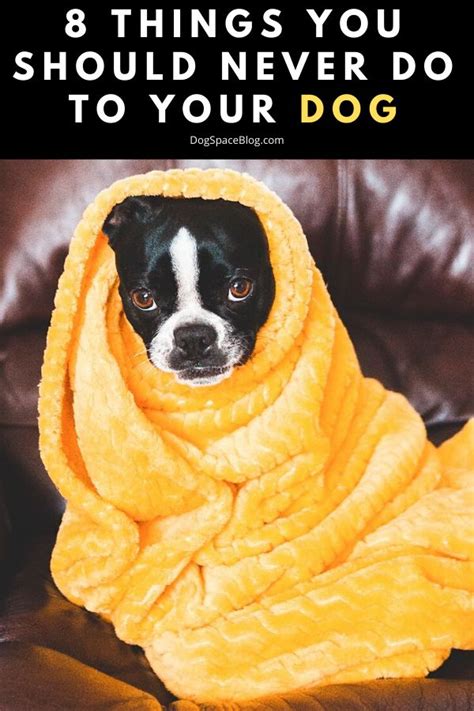 A Black And White Dog Wrapped In A Yellow Towel With The Words 8 Things