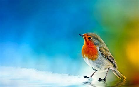 Robin Bird Wallpapers Top Free Robin Bird Backgrounds Wallpaperaccess