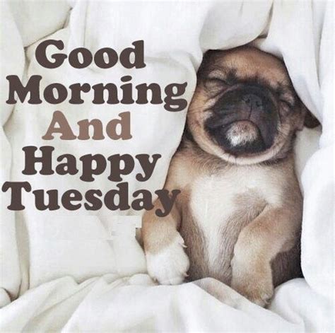 Happy Tuesday Meme Dog Starwarsdayworld