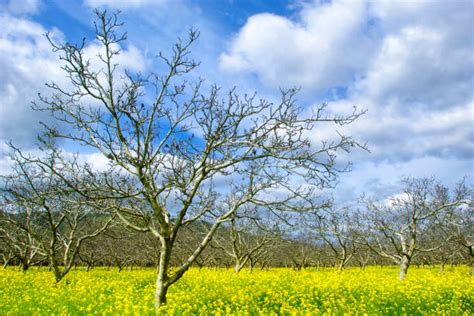 Best Mustard Tree Stock Photos Pictures And Royalty Free Images Istock