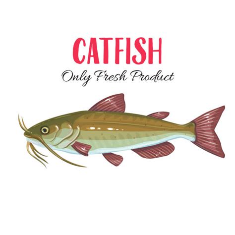 520 Cartoon Catfish Stock Illustrations Royalty Free Vector Graphics