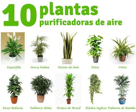 10 Plantas Sin Flores Y Sus Nombres