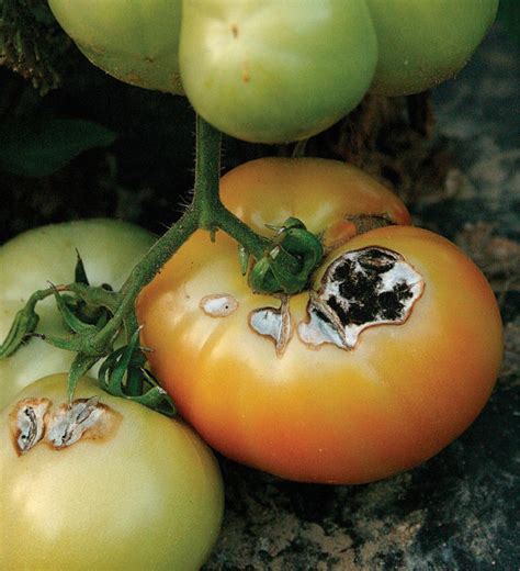 Whats Wrong With Your Tomatoes Finegardening