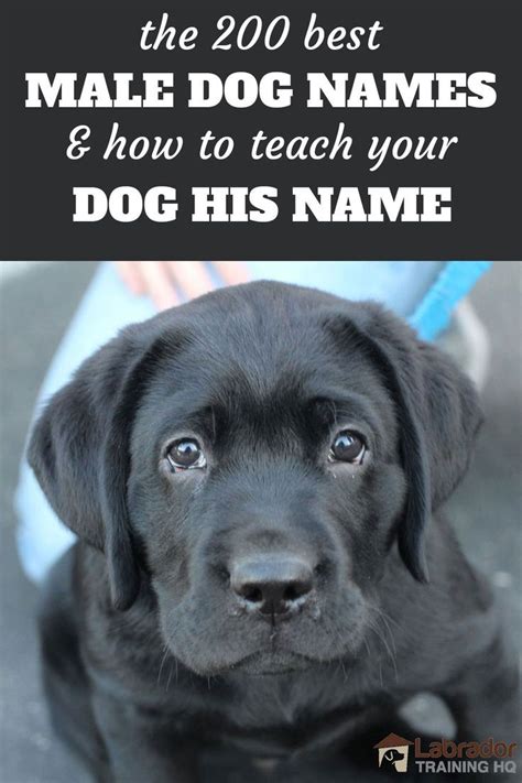 Cool Dog Names For Black Males Ideas Fsikologi News