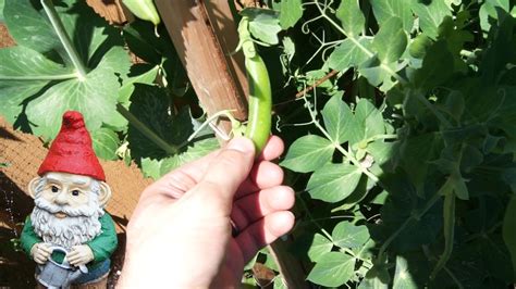 When And How To Harvest Sugar Snap Peas Youtube