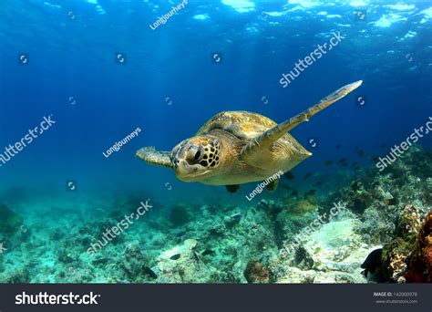 Green Sea Turtle Swimming Underwater Stock Photo 142000978