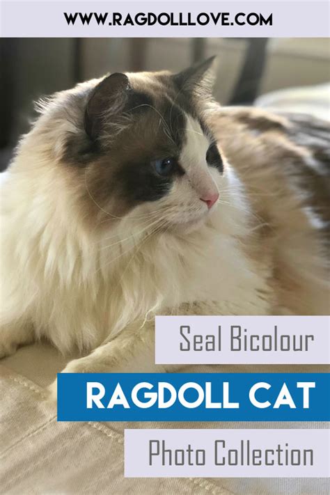 The Seal Bicolor Ragdoll Cat Description And Photos